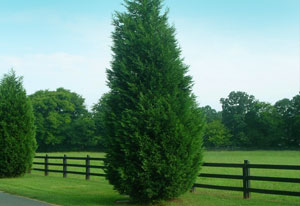 Cypress Tree - the birthday sign of faithfulness
