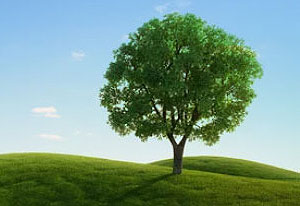 Elm Tree - the birthday sign of noble-mindedness