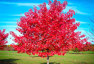 Maple Tree - the birthday sign of independence of mind