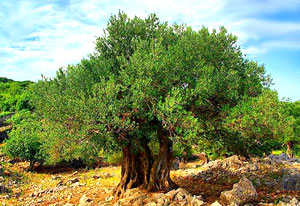 Olive Tree - the birthday sign of wisdom