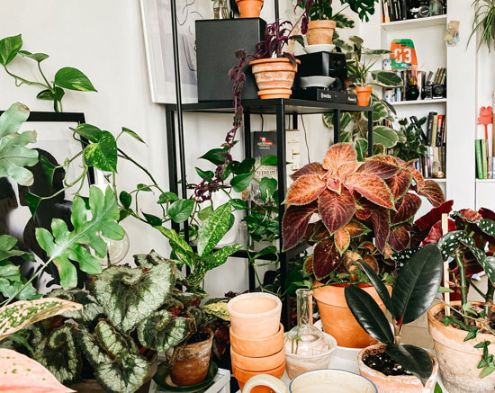 Gardening in a room with beautiful plants