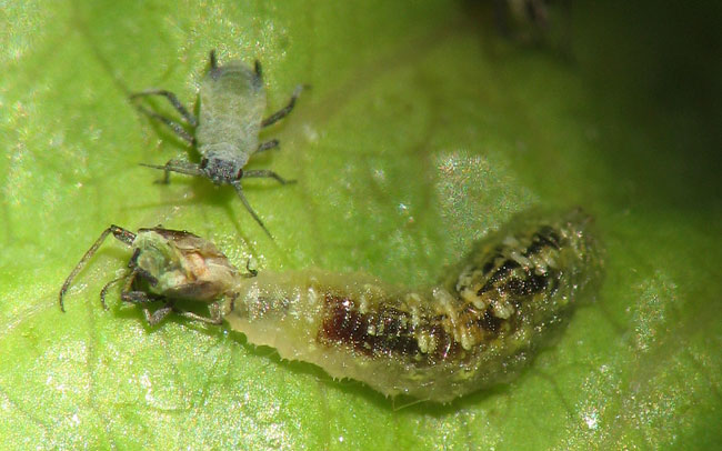 Guide to Integrated Pest Management (IPM)