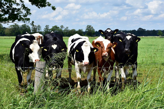 Sustainable Cattle Management Guide