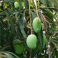 National fruit of India - Mango