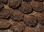Cow-dung Cakes
