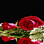 Roses - The eternal symbol of expressing love