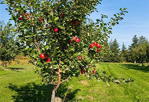 Apple Tree - the birthday sign of love