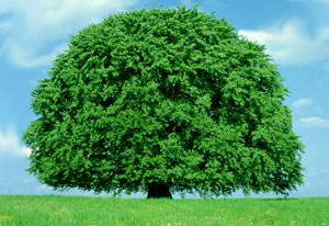 Beech Tree - the birthday sign of creative