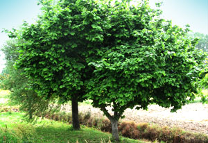 Hazelnut Tree - the birthday sign of extraordinary