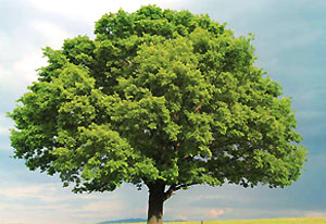 Oak Tree - the birthday sign of brave