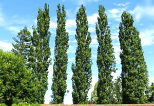 Poplar Tree - the birthday sign of uncertainty