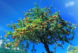 Rowan Tree - the birthday sign of sensitivity