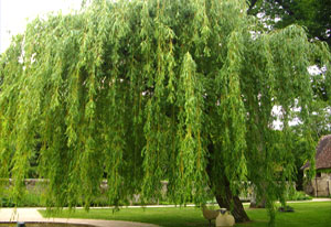 Weeping Willow - the birthday sign of melancholy