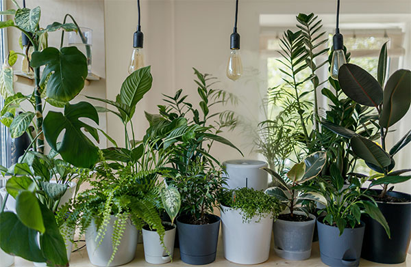 Plants with artificial lightings