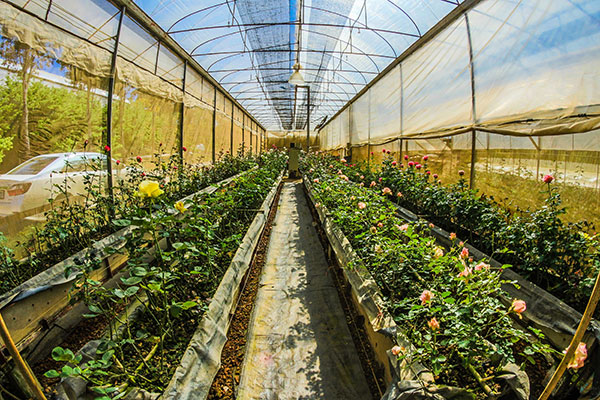 Greenhouse Farming: A Sustainable Way to Grow Crops