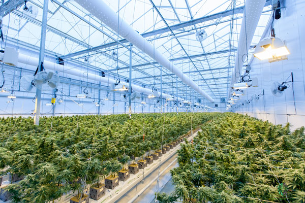 High-tech greenhouse