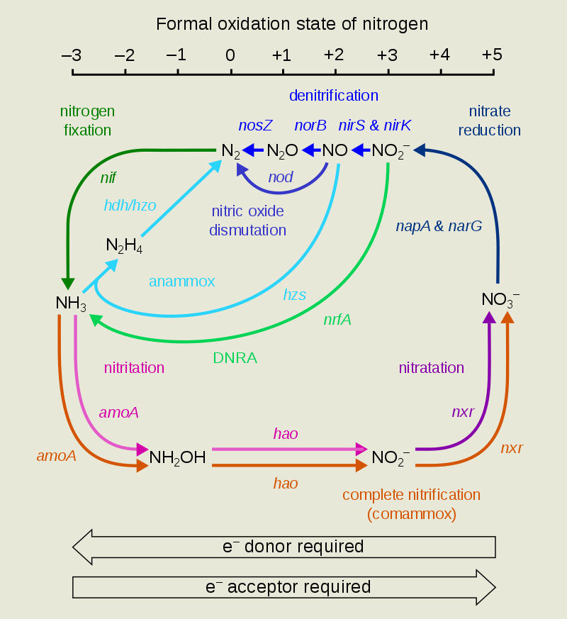The Nitrogen Cycle - Reactions and Enzymes