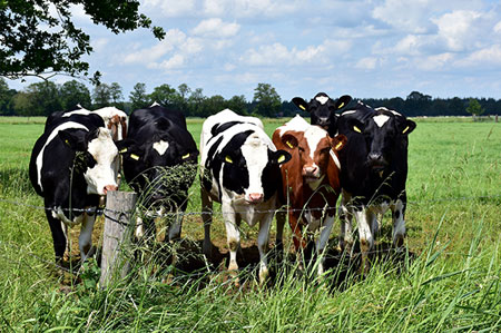 Sustainable Livestock Management