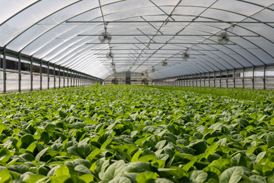 Tunnel greenhouse