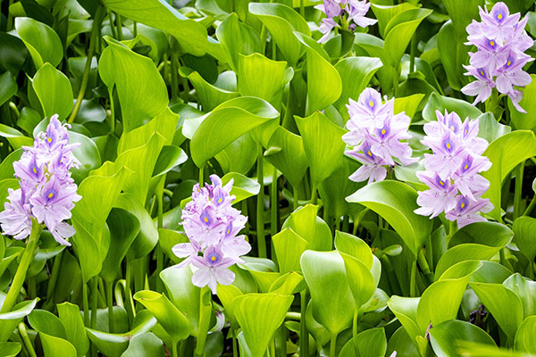 Benefits of Using Water Hyacinth as Potash Manure and Fertilizer