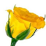 rose-yellow