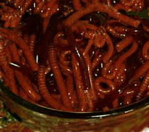 Slimy Worms