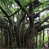 National tree of India - Banyan