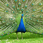Indian national bird - peacock