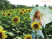 International Women's Day Wallpaper - Beautiful lady in a sunflower garden