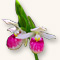 pink and white lady's slipper