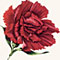 scarlet carnation