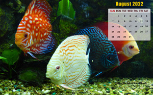 Calendar Wallpaper of August 2022 themed with Friendship