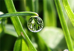 New Year Message - Fresh morning dew