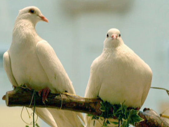 Doves - The Love Birds for Valentine's Day