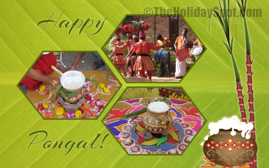 Download free happy pongal wallpaper for your desktop.
